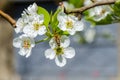 Honey bee collecting nectar on white pear tree blossoms at springtime