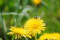 Honey bee collecting nectar on a yellow dandelion Royalty Free Stock Photo