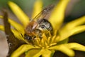 Honey bee collecting nectar on a yellow flower. Busy insects from nature. Honey Royalty Free Stock Photo