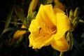 Honey bee collecting nectar from yellow flower Royalty Free Stock Photo