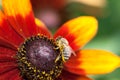 Honey bee collecting nectar on a yellow rudbeckia flower, macro Royalty Free Stock Photo