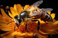 Honey bee collecting nectar from a yellow wildflower close-up macro shot, Generative AI Royalty Free Stock Photo