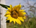 Honey-bee collecting nektar on a Sunflower Royalty Free Stock Photo