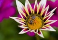 Honey bee collecting pollen