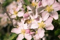 Honey bee collecting pollen on apple tree blossoms in spring in South Tyrol Italy; pesticide free environmental protection save th