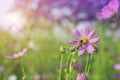 Honey bee collecting pollen from beautiful pink or purple cosmos Cosmos Bipinnatus flowers in soft focus at the park with blurre Royalty Free Stock Photo