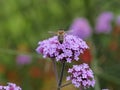 Honey bee collecting pollen from beautiful pink verbena flower in summer Royalty Free Stock Photo