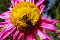 Honey bee collecting pollen on a beautiful yellow and purple flower Royalty Free Stock Photo