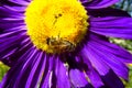 Honey bee collecting pollen on a beautiful yellow and purple flower Royalty Free Stock Photo