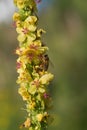 Honey bee collecting pollen on a black mullein blossom. side view with copy space Royalty Free Stock Photo