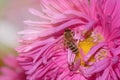 Honey bee collecting pollen from a blooming flower Royalty Free Stock Photo