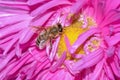 Honey bee collecting pollen from a blooming flower Royalty Free Stock Photo