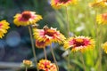 Honey bee collecting pollen from a blooming flower Royalty Free Stock Photo