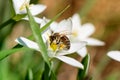 Honey bee collecting pollen from a blooming flower Royalty Free Stock Photo