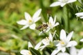 Honey bee collecting pollen from a blooming flower Royalty Free Stock Photo