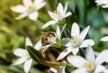 Honey bee collecting pollen from a blooming flower Royalty Free Stock Photo