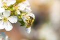Honey bee collecting pollen from a blooming peach tree Royalty Free Stock Photo
