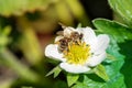 Honey bee collecting pollen from a blooming strawberry flower Royalty Free Stock Photo