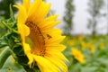 Honey bee collecting pollen on blooming sunflower Royalty Free Stock Photo