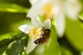 Honey bee collecting pollen on blossom