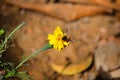 A honey bee collecting pollen on blossoming flowers of marigold in garden