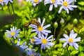 Honey bee collecting pollen from blue daisy Royalty Free Stock Photo