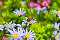 Honey bee collecting pollen from blue daisy Royalty Free Stock Photo