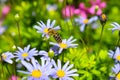 Honey bee collecting pollen from blue daisy Royalty Free Stock Photo