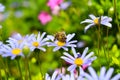 Honey bee collecting pollen from blue daisy Royalty Free Stock Photo
