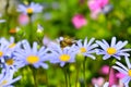 Honey bee collecting pollen from blue daisy Royalty Free Stock Photo