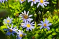 Honey bee collecting pollen from blue daisy Royalty Free Stock Photo