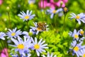 Honey bee collecting pollen from blue daisy Royalty Free Stock Photo