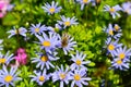 Honey bee collecting pollen from blue daisy Royalty Free Stock Photo