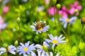 Honey bee collecting pollen from blue daisy Royalty Free Stock Photo