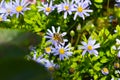 Honey bee collecting pollen from blue daisy Royalty Free Stock Photo