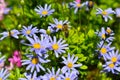 Honey bee collecting pollen from blue daisy Royalty Free Stock Photo