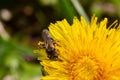 Honey bee collecting pollen on a bright yellow dandelion flower. Macro shot. Selective focus Royalty Free Stock Photo