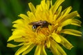 Honey bee collecting pollen on a bright yellow dandelion flower. Macro shot. Selective focus Royalty Free Stock Photo