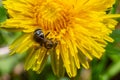 Honey bee collecting pollen on a bright yellow dandelion flower. Macro shot. Selective focus Royalty Free Stock Photo