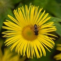 Honey bee collecting pollen from Elecampane, Inula helenium flower Royalty Free Stock Photo