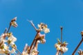 Honey bee collecting pollen from a flower. Bee foraging on a spring flowers. Honey bee collecting nectar. Royalty Free Stock Photo