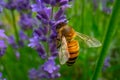 Honey Bee collecting pollen on a flower in the garden, Bee flying, bee on the flower, Super macro bee photography Royalty Free Stock Photo