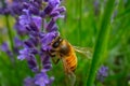 Honey Bee collecting pollen on a flower in the garden, Bee flying, bee on the flower, Super macro bee photography Royalty Free Stock Photo