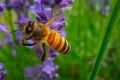 Honey Bee collecting pollen on a flower in the garden, Bee flying, bee on the flower, Super macro bee photography Royalty Free Stock Photo