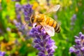 Honey Bee collecting pollen on a flower in the garden, Bee flying, bee on the flower, Super macro bee photography Royalty Free Stock Photo