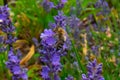 Honey Bee collecting pollen on a flower in the garden, Bee flying, bee on the flower, Super macro bee photography Royalty Free Stock Photo