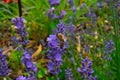 Honey Bee collecting pollen on a flower in the garden, Bee flying, bee on the flower, Super macro bee photography Royalty Free Stock Photo