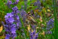 Honey Bee collecting pollen on a flower in the garden, Bee flying, bee on the flower, Super macro bee photography Royalty Free Stock Photo