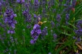 Honey Bee collecting pollen on a flower in the garden, Bee flying, bee on the flower, Super macro bee photography Royalty Free Stock Photo