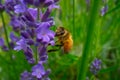 Honey Bee collecting pollen on a flower in the garden, Bee flying, bee on the flower, Super macro bee photography Royalty Free Stock Photo